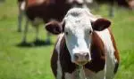 herd-cows-producing-milk-gruyere-cheese-france-spring